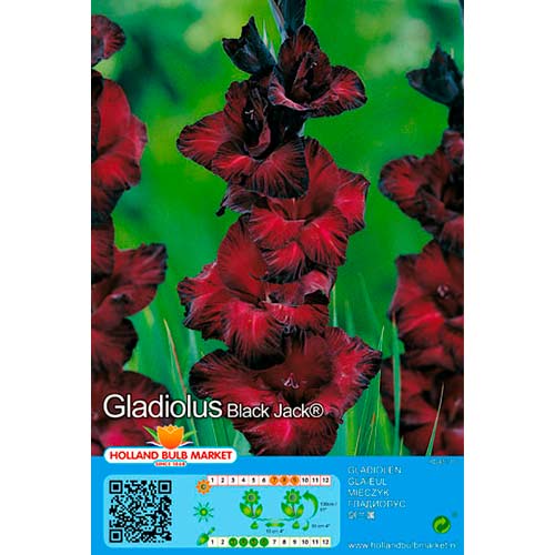 Gladiool Black Jack interface.art foto 1 Gladiool Black Jack interface.image 1 interface.art 70464