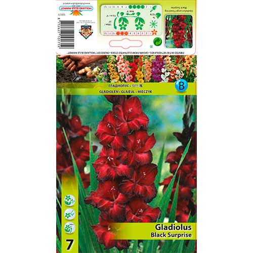 Gladiool Black Surprise interface.image 1 interface.art 76243