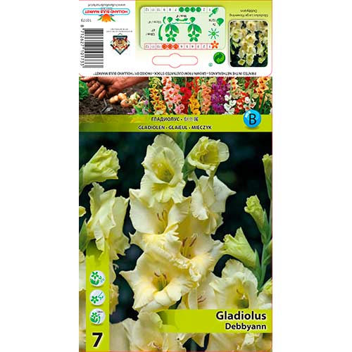Gladiool Debby Ann interface.art foto 1 Gladiool Debby Ann interface.image 1 interface.art 76590