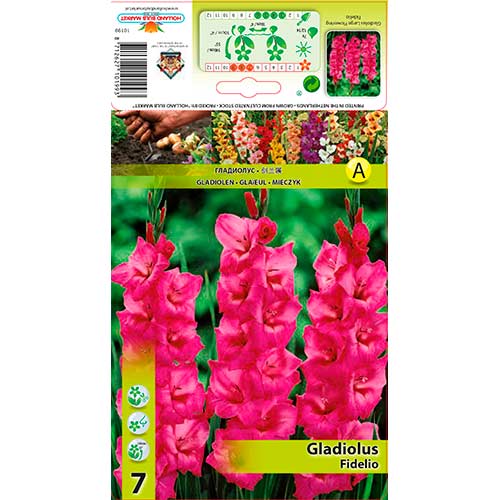 Gladiool Fidelio interface.art foto 1 Gladiool Fidelio interface.image 1 interface.art 76246