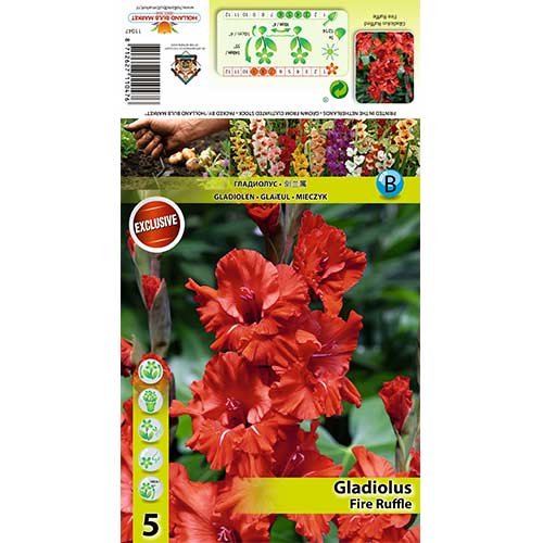 Gladiool Fire Ruffle interface.art foto 1 Gladiool Fire Ruffle interface.image 1 interface.art 70395