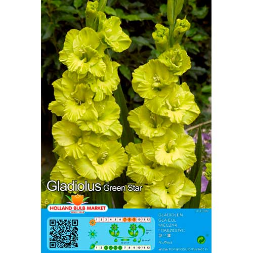 Gladiool Green Star interface.art foto 1 Gladiool Green Star interface.image 1 interface.art 76444