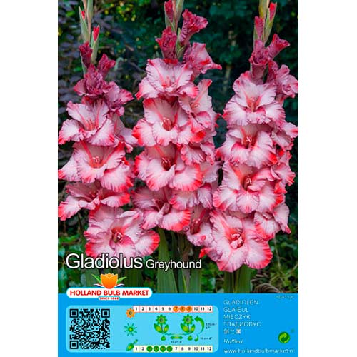 Gladiool Greyhound interface.art foto 1 Gladiool Greyhound interface.image 1 interface.art 76662