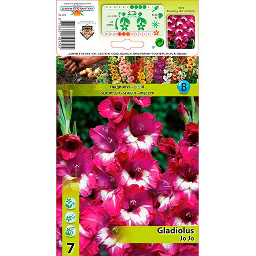 Gladiool Jo Jo interface.art foto 1 Gladiool Jo Jo interface.image 1 interface.art 76247