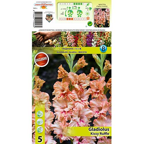 Gladiool Kissy Ruffle interface.art foto 1 Gladiool Kissy Ruffle interface.image 1 interface.art 70396