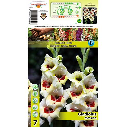 Gladiool Messina interface.art foto 1 Gladiool Messina interface.image 1 interface.art 70397