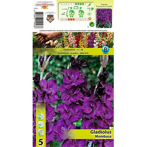 Gladiool Mombasa interface.art foto 1 Gladiool Mombasa interface.image 1 interface.art 70398