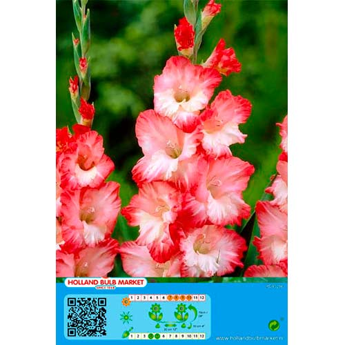 Gladiool Pink Lady interface.art foto 1 Gladiool Pink Lady interface.image 1 interface.art 76253