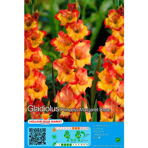 Gladiool Princess Margaret Rose interface.art foto 1 Gladiool Princess Margaret Rose interface.image 1 interface.art 76667