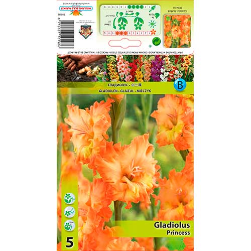 Gladiool Princess interface.art foto 1 Gladiool Princess interface.image 1 interface.art 76252
