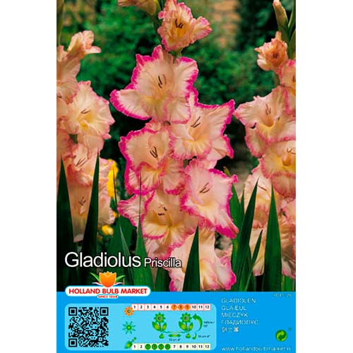 Gladiool Priscilla interface.art foto 1 Gladiool Priscilla interface.image 1 interface.art 76450