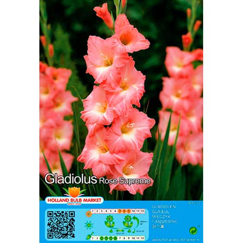 Gladiool Rose Supreme interface.art foto 1 Gladiool Rose Supreme interface.image 1 interface.art 76668