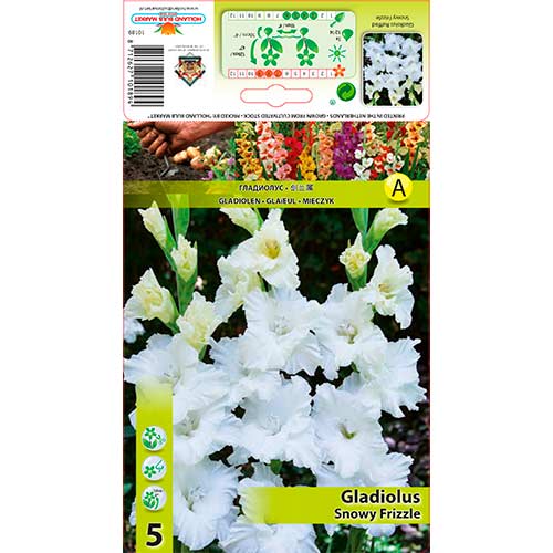 Gladiool Snowy Frizzle interface.art foto 1 Gladiool Snowy Frizzle interface.image 1 interface.art 70401