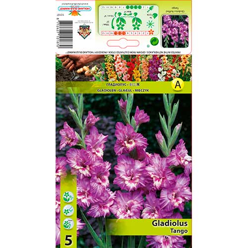 Gladiool Tango interface.art foto 1 Gladiool Tango interface.image 1 interface.art 76256