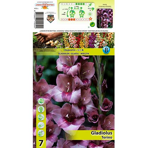 Gladiool Torino interface.image 1 interface.art 70404