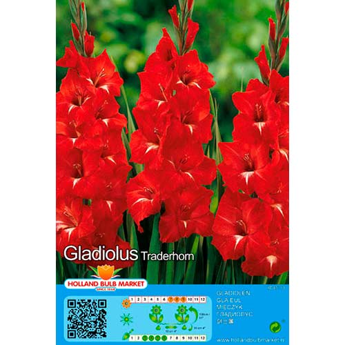 Gladiool Traderhorn interface.art foto 1 Gladiool Traderhorn interface.image 1 interface.art 70465