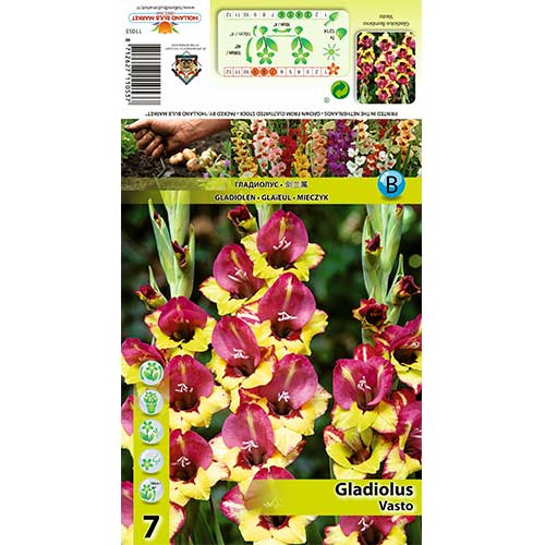 Gladiool Vasto interface.art foto 1 Gladiool Vasto interface.image 1 interface.art 70405