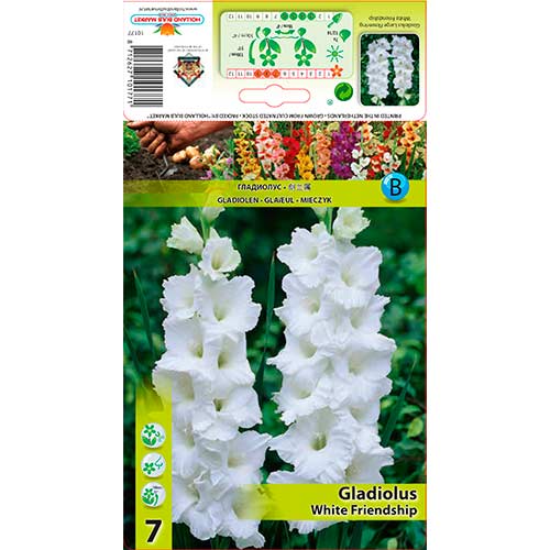 Gladiool White Friendship interface.art foto 1 Gladiool White Friendship interface.image 1 interface.art 76589