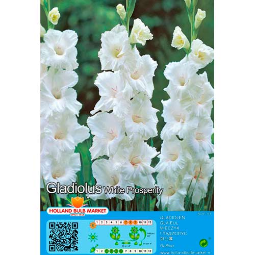 Gladiool White Prosperity interface.art foto 1 Gladiool White Prosperity interface.image 1 interface.art 70466