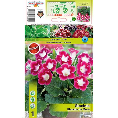 Gloksiinia Blanche de Meru interface.art foto 1 Gloksiinia Blanche de Meru interface.image 1 interface.art 76259