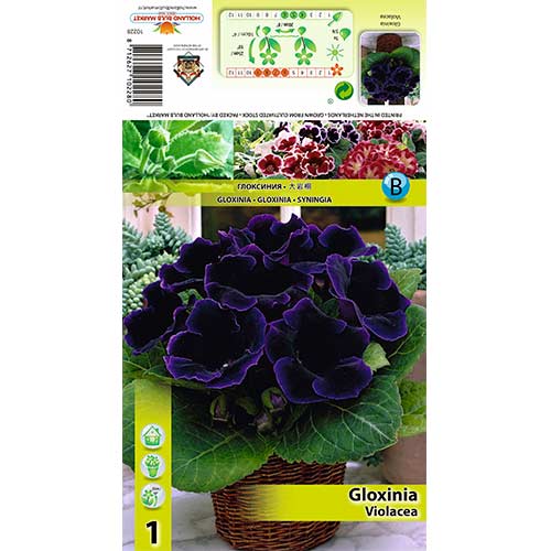Gloksiinia Violacea interface.art foto 1 Gloksiinia Violacea interface.image 1 interface.art 70408