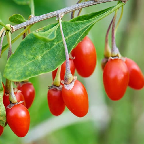 Goji mari New Big, P9 interface.image 1 interface.art 9322