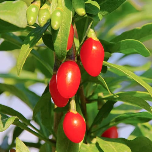 Goji mari Sweet Berry, P9 interface.art foto 1 Goji mari Sweet Berry, P9 interface.image 1 interface.art 1583