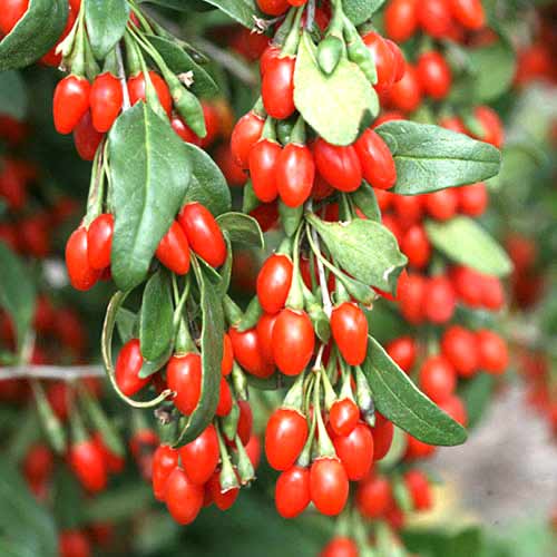 Goji - Taralõng interface.image 1 interface.art 77817