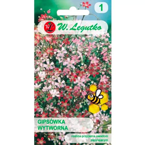 Gypsophila elegantne, segu Legutko interface.image 1 interface.art 78557