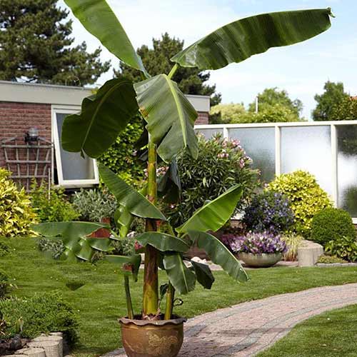 Hardy Banana - Jaapani banaan interface.image 1 interface.art 76634