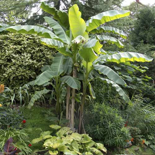 Harilik enseete (Musa bajo), С7.5 interface.art foto 1 Harilik enseete (Musa bajo), С7.5 interface.image 1 interface.art 8558