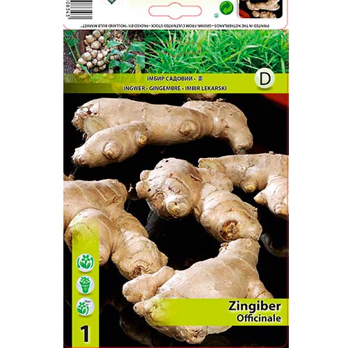 Harilik ingver interface.art foto 1 Harilik ingver interface.image 1 interface.art 70504