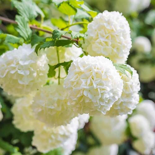 Harilik lodjapuu Roseum, P9 interface.image 1 interface.art 9048