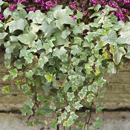 Harilik luuderohi Bialystok, С2 interface.image 1 interface.art 8217