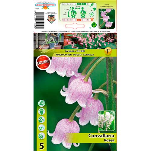 Harilik maikelluke Rosea interface.image 1 interface.art 76201