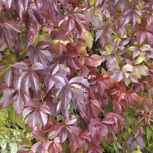 Harilik metsviinapuu Parthenocissus Quinquefolia Redwall Troki ®, С2 interface.art foto 1 Harilik metsviinapuu Parthenocissus Quinquefolia Redwall Troki ®, С2 interface.image 1 interface.art 8232