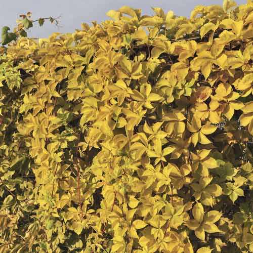 Harilik metsviinapuu Parthenocissus Quinquefolia Yellow Wall PBR, С2 interface.image 1 interface.art 8233