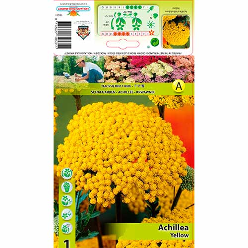 Harilik raudrohi Yellow interface.art foto 1 Harilik raudrohi Yellow interface.image 1 interface.art 76156