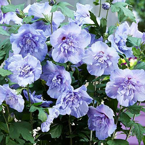 Hibisk Blue Chiffon® interface.art foto 1 Hibisk Blue Chiffon® interface.image 1 interface.art 76642