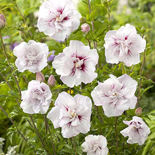 Hibisk China Chiffon® interface.art foto 1 Hibisk China Chiffon® interface.image 1 interface.art 77811