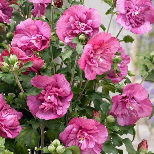 Hibisk Magenta Chiffon® interface.art foto 1 Hibisk Magenta Chiffon® interface.image 1 interface.art 76643