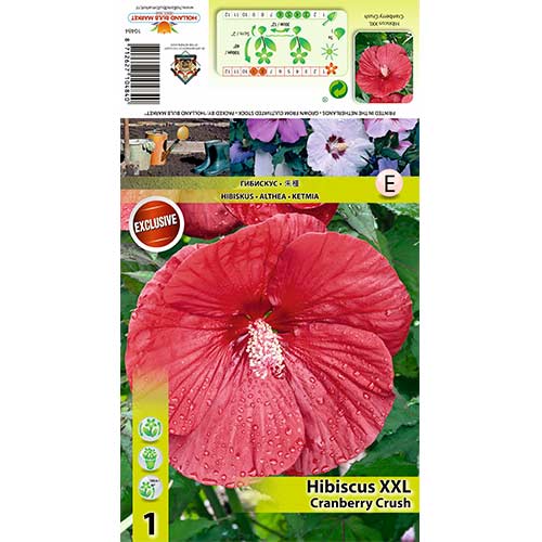Hibisk XXL Cranberry Crush interface.art foto 1 Hibisk XXL Cranberry Crush interface.image 1 interface.art 70415