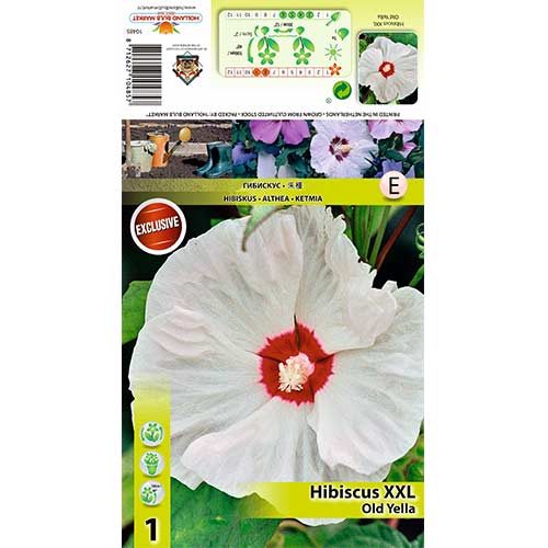 Hibisk XXL Old Yella interface.art foto 1 Hibisk XXL Old Yella interface.image 1 interface.art 70416