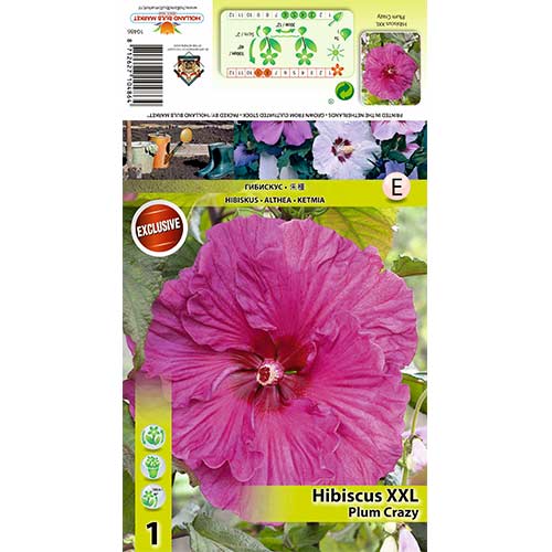 Hibisk XXL Plum Crazy interface.art foto 1 Hibisk XXL Plum Crazy interface.image 1 interface.art 70417