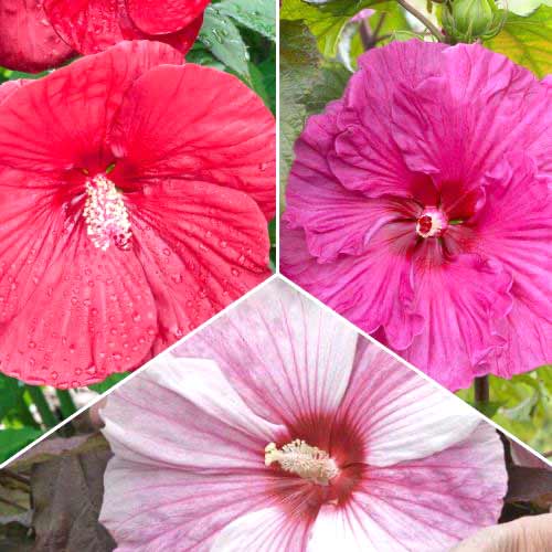 Hibiskide komplekt, 3 sorti interface.art foto 1 Hibiskide komplekt, 3 sorti interface.image 1 interface.art 70492