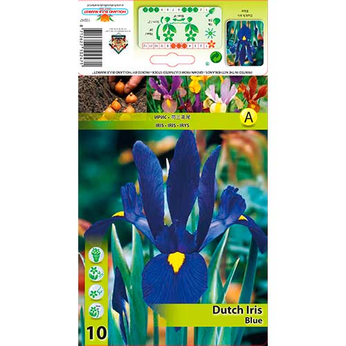 Hollandi iiris Blue interface.image 1 interface.art 76227