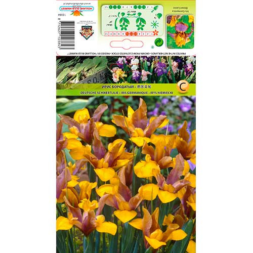Hollandi iiris Bronze/Purple interface.art foto 1 Hollandi iiris Bronze/Purple interface.image 1 interface.art 76228