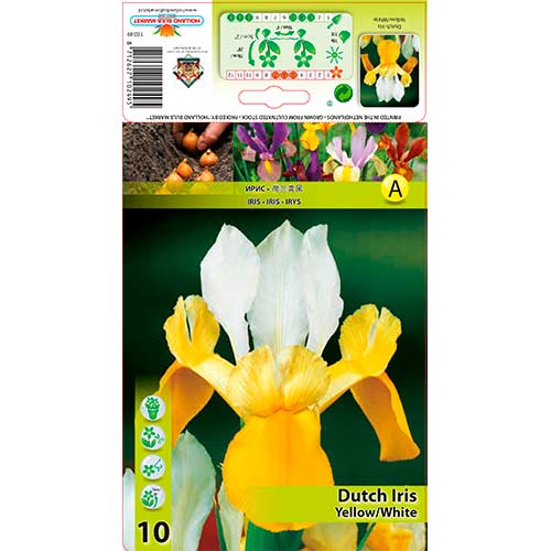 Hollandi iiris Yellow/White interface.art foto 1 Hollandi iiris Yellow/White interface.image 1 interface.art 76231