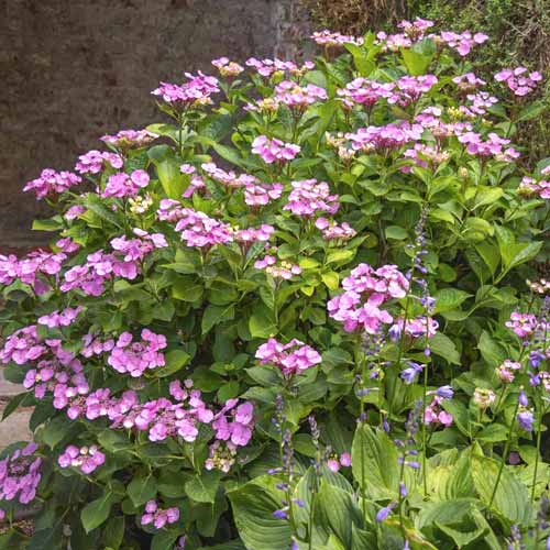 Hortensia Santiago PBR, С3 interface.art foto 1 Hortensia Santiago PBR, С3 interface.image 1 interface.art 8550