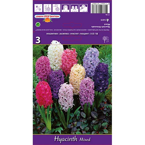 Hyacinth Spring Palette, segu interface.art foto 1 Hyacinth Spring Palette, segu interface.image 1 interface.art 67598